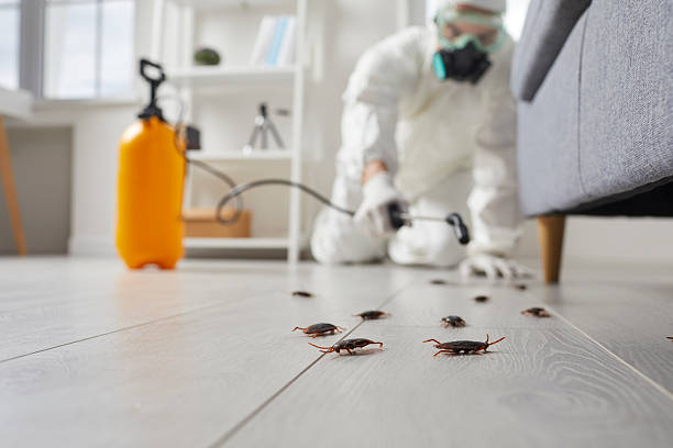 Post-Treatment Bed Bug Interceptor Monitoring in Lyndhurst